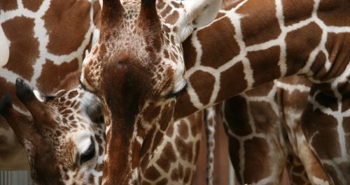 Giraffen zum Klimatag im Kölner Zoo